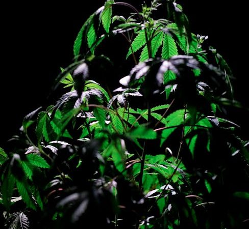 Почему не всходят семена конопли и как повысить их всхожесть