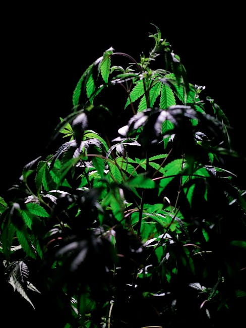 Почему не всходят семена конопли и как повысить их всхожесть