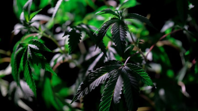 Семена голландской марихуаны особенности и преимущества