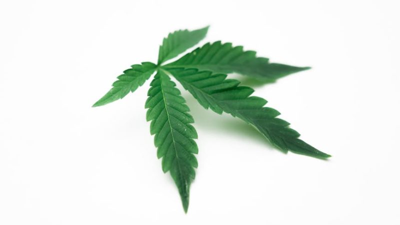 Семена конопли White Widow regular от Nirvana Seeds