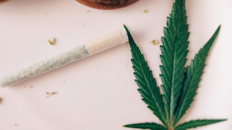 Семена конопли Auto Xtreme feminised от Dutch Passion Seeds