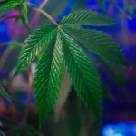 Коноплеводство в Испании: история, применение и перспективы развития image_485.jpg