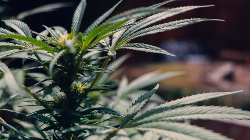 Семена конопли Ямайка культурное и экономическое значение