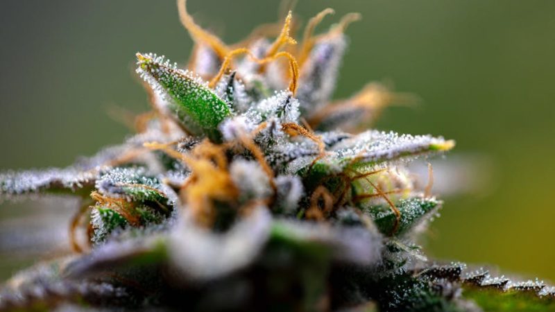 Каталог семян конопли: разнообразие сортов и преимущества использования