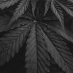 Преимущества покупки семян конопли в онлайн магазине и их правильный выбор image_525.jpg