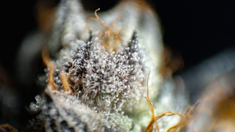 Семена конопли полезные свойства и применение