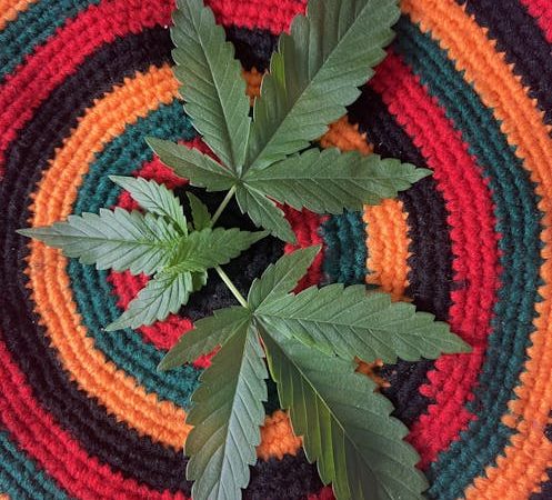 Семена конопли Amnesia Grapefruit feminised от сидбанка Breeders Community Seeds