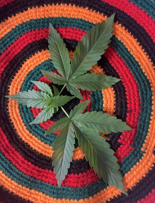 Семена конопли Amnesia Grapefruit feminised от сидбанка Breeders Community Seeds