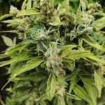 Покупка семян конопли почтой России image_553.jpg