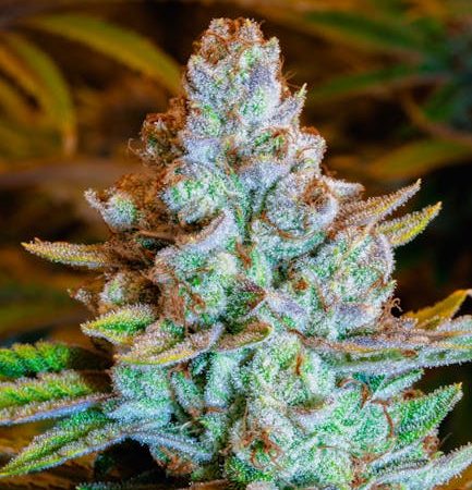 Семена конопли посевной полезные свойства и применение