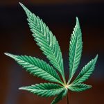 Продажа семян конопли в России условия и законодательство image_559.jpg