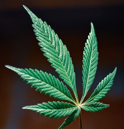 Продажа семян конопли в России условия и законодательство