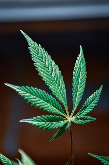 Продажа семян конопли в России условия и законодательство