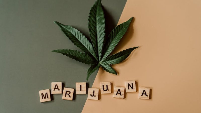 Семена конопли Gorilla Zkittlez feminised от Barneys Farm