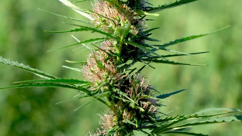 Проращивание семян конопли время и условия для успешного старта