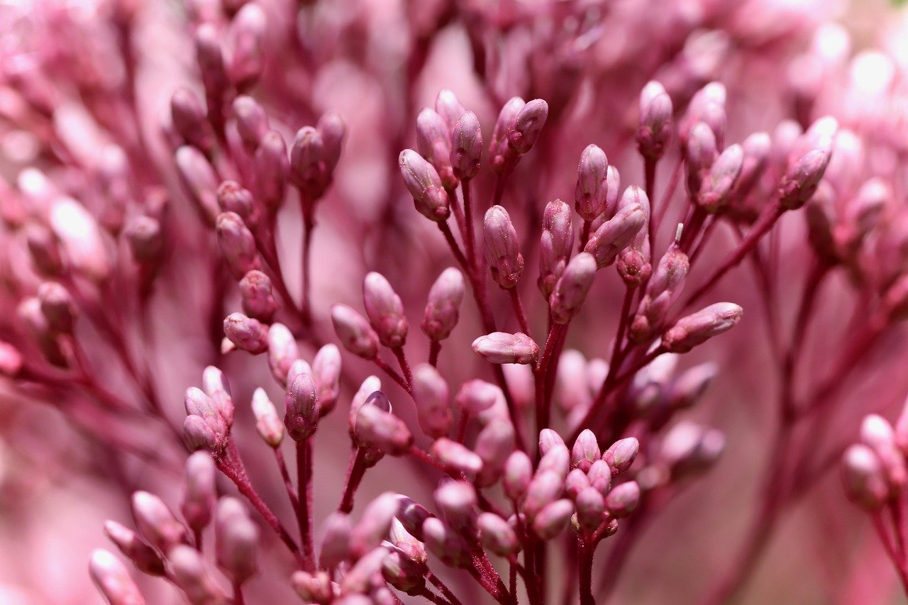 Семена конопли Altay feminised от Bang Seeds