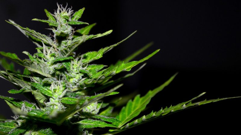 Семена конопли Auto Sweet Skunk feminised Royal Queen Seeds описание и особенности выращивания