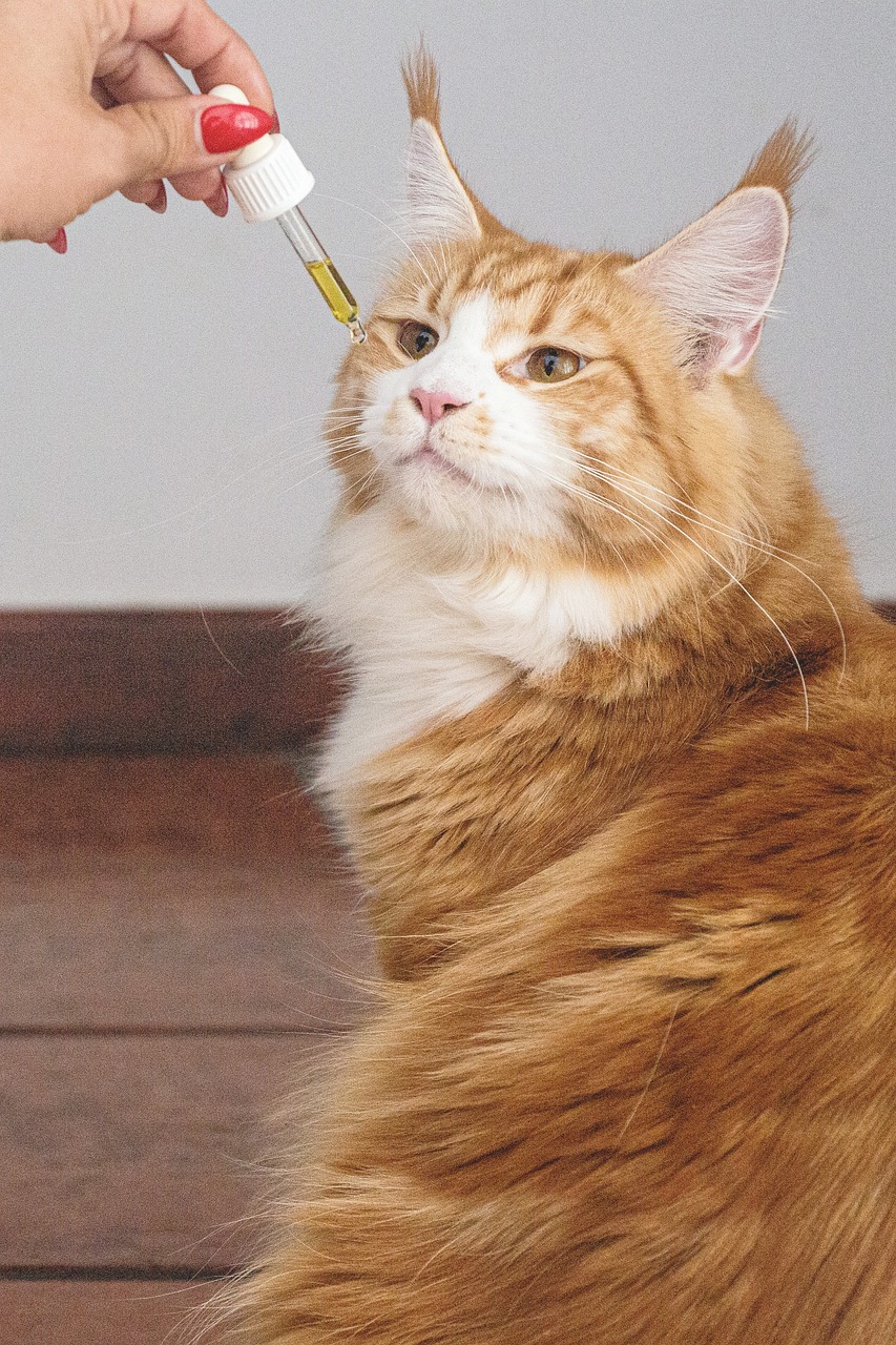 Заказ семян марихуаны и законодательство страны пребывания