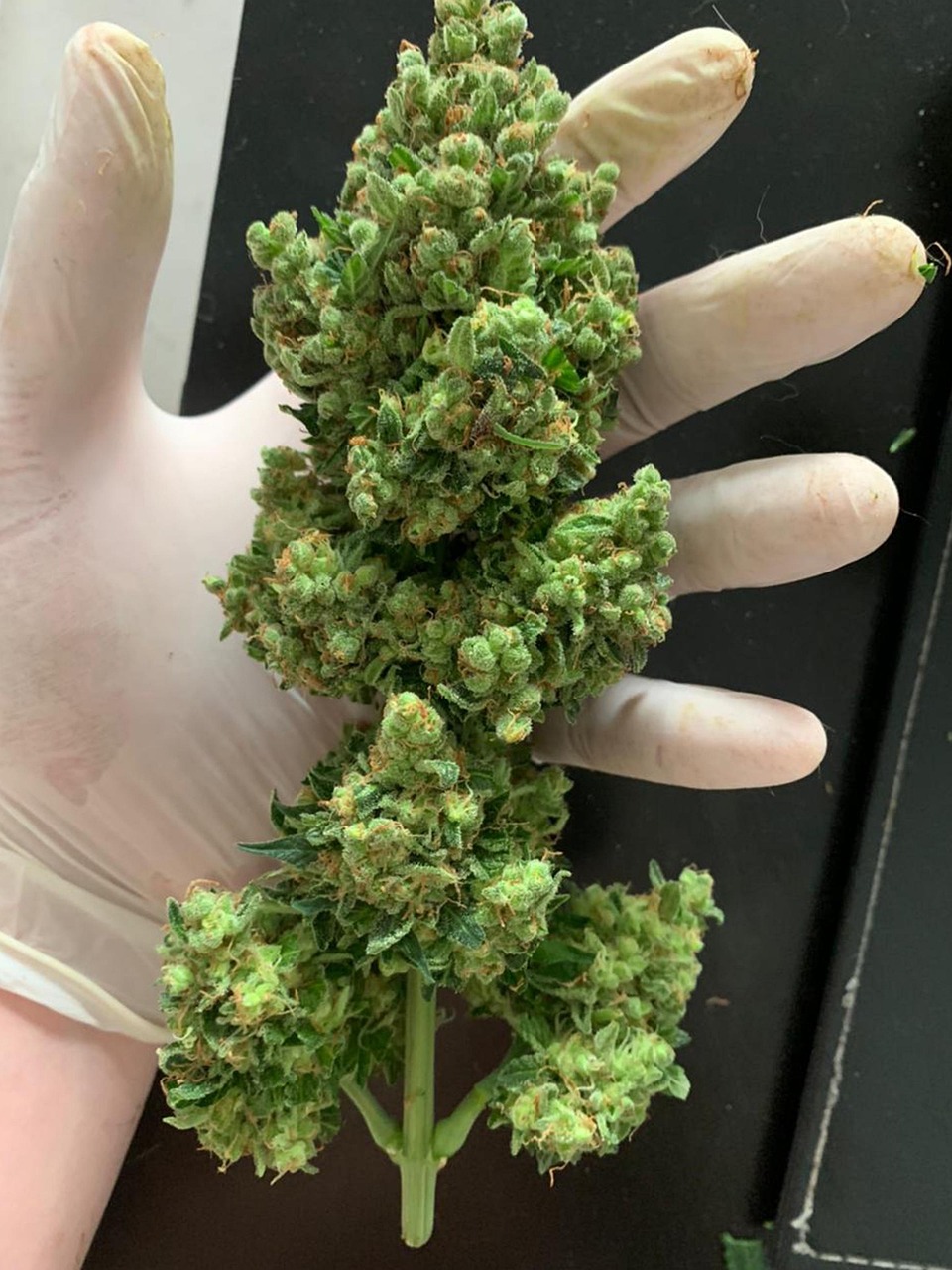 Покупка семян конопли и их доставка почтой