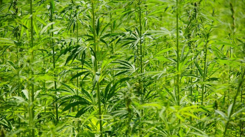 Покупка семян марихуаны из Голландии: преимущества и особенности