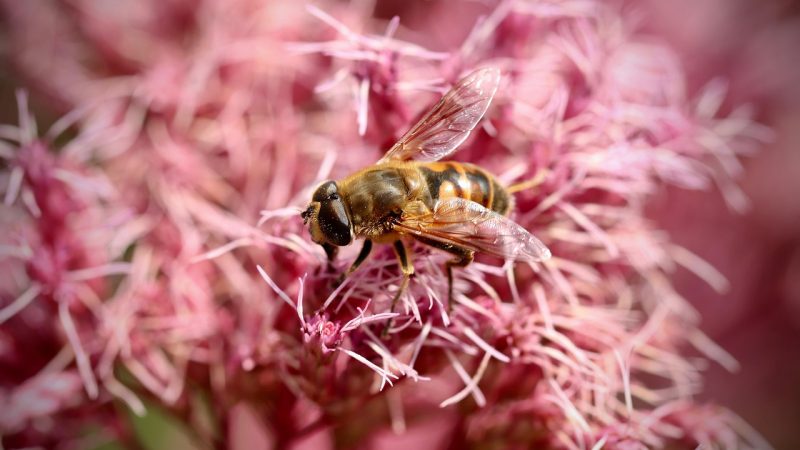Применение семян конопли в рыболовстве и их покупка в рыболовном магазине