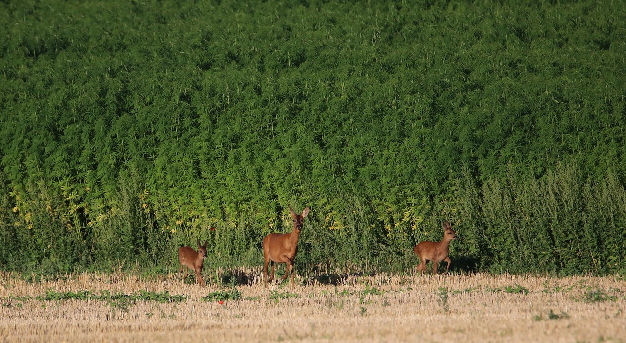 Как купить семена конопли в Екатеринбурге