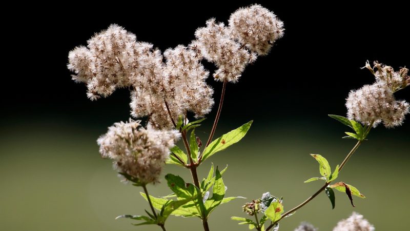 Почему не всходят семена конопли и как улучшить их всхожесть
