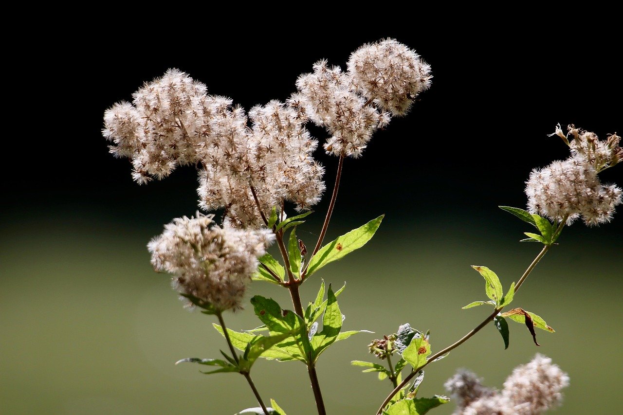 Почему не всходят семена конопли и как улучшить их всхожесть