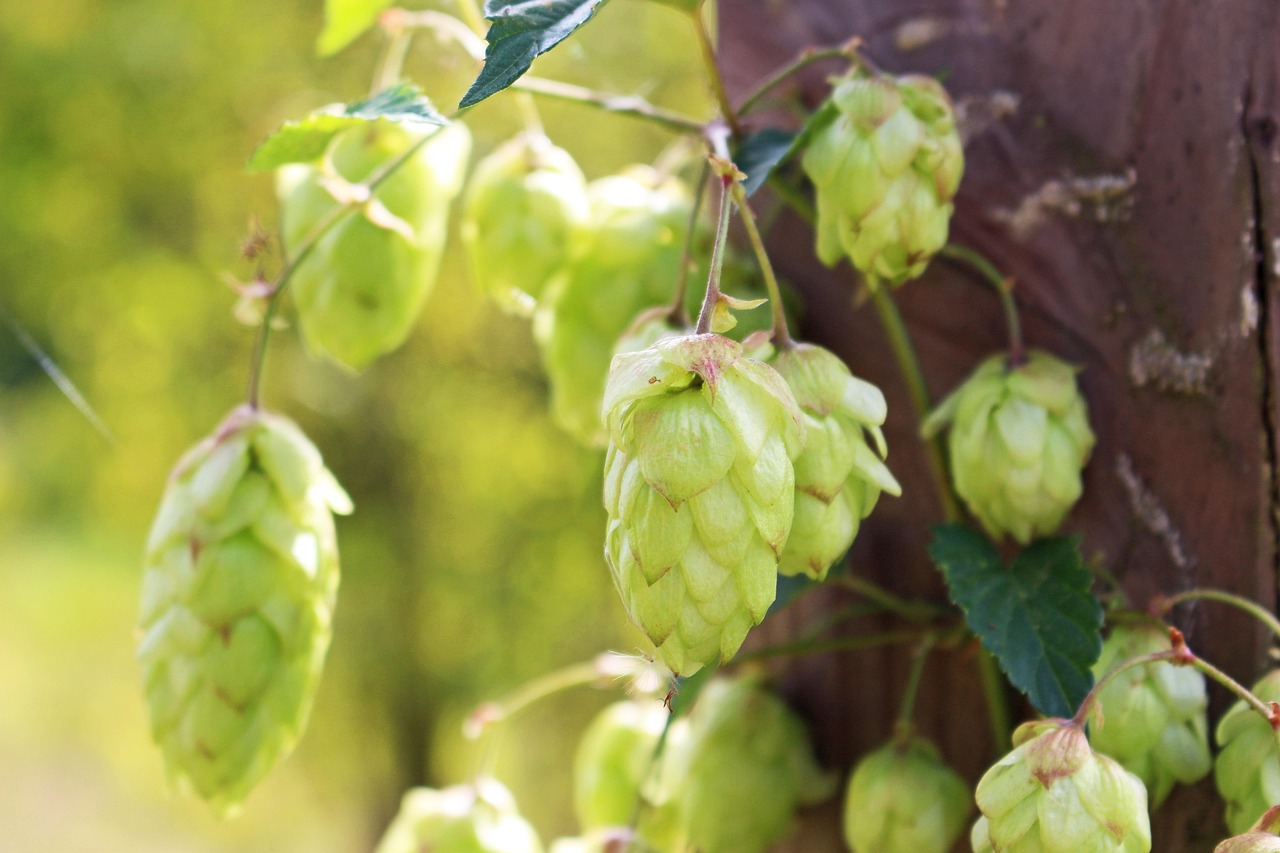 Семена конопли Chemdog feminised от Ganja Seeds