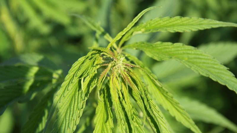 Семена конопли Honey B feminised от Barneys Farm