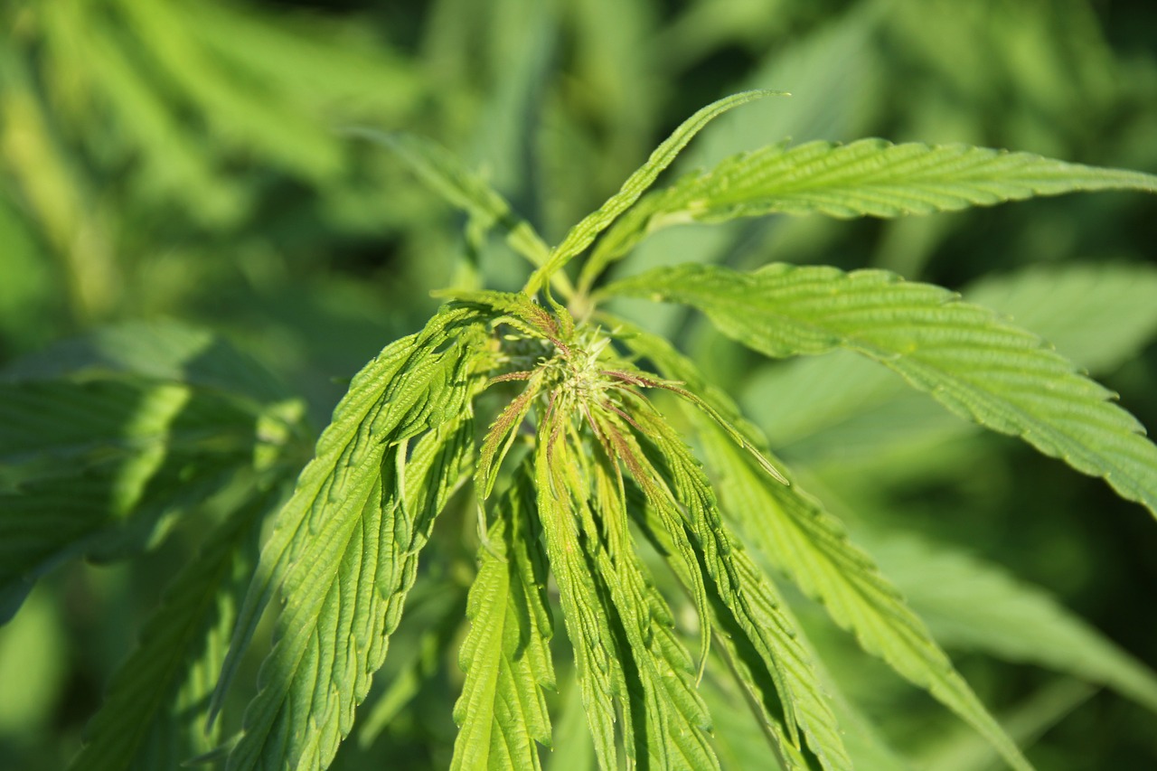 Семена конопли Honey B feminised от Barneys Farm