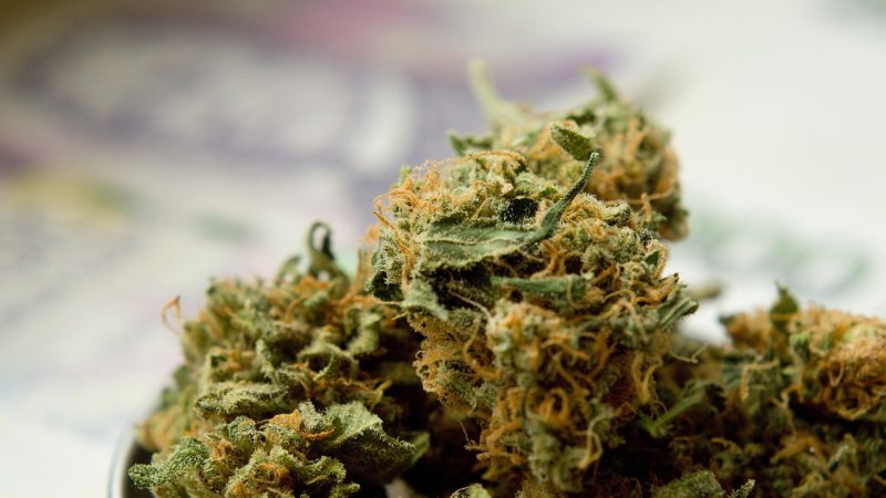 Семена конопли Purple LA feminised от DNA Genetics