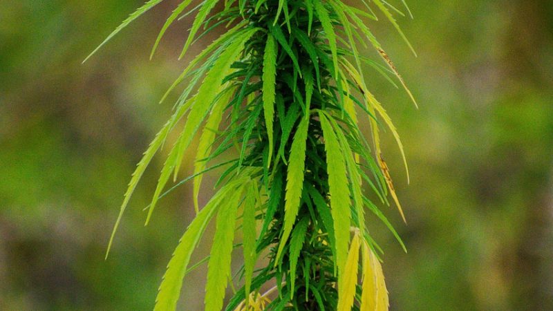 Семена конопли Pre 99 Big Bud feminised от Nirvana Seeds