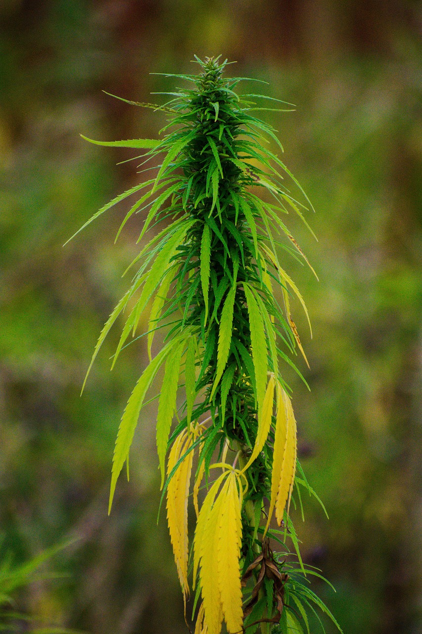 Семена конопли Pre 99 Big Bud feminised от Nirvana Seeds