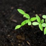 Семена конопли Black Cherry Punch feminised от Pyramid Seeds images230.jpg