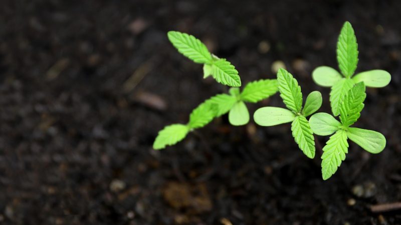 Семена конопли Black Cherry Punch feminised от Pyramid Seeds