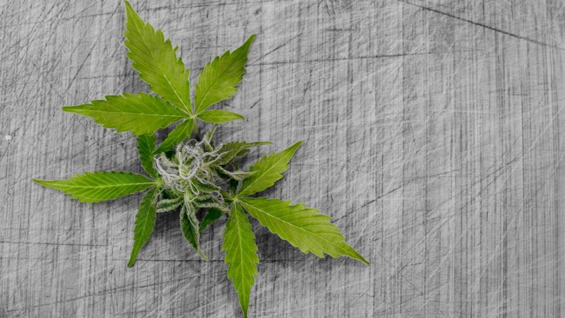 Покупка семян марихуаны в Екатеринбурге: особенности и рекомендации