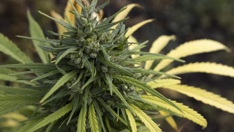 Семена конопли в кашах польза и рецепты приготовления