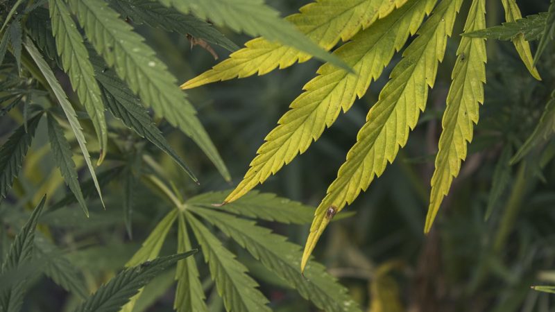 Где купить семена конопли недорого