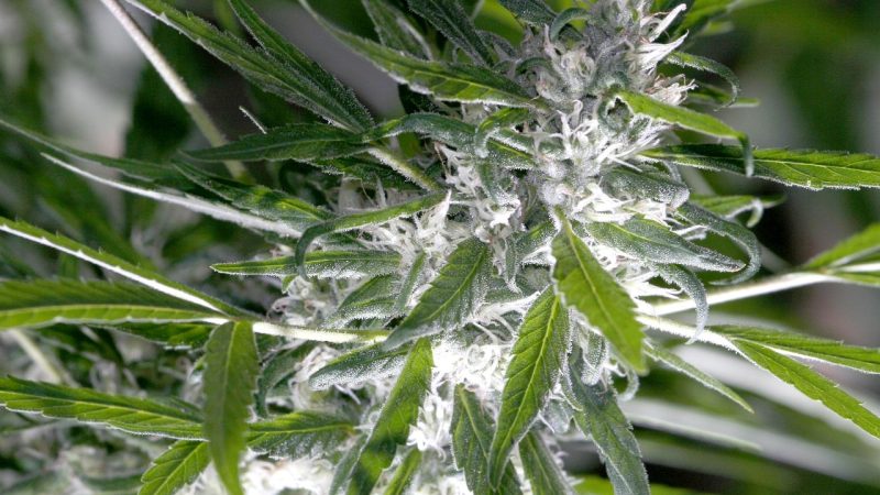 Сорт конопли Auto Crystal Meth от regular Ganja Seeds