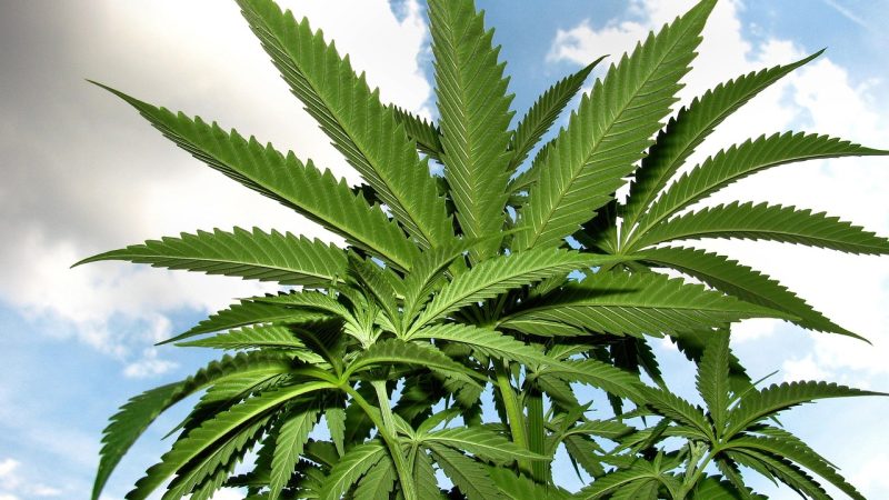 Семена конопли Black Domina x M8 feminised от Ganja Seeds