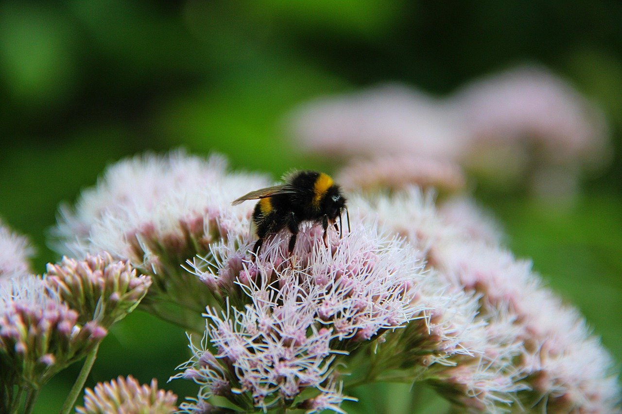 Преимущества и особенности технической конопли и где купить семена технической конопли