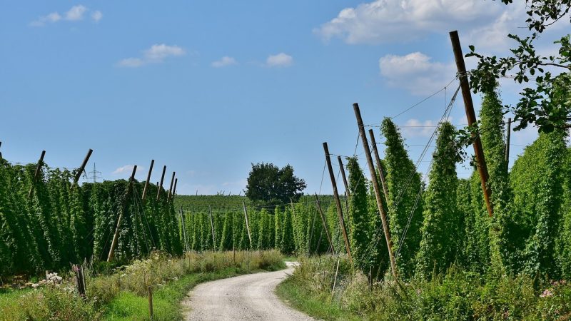 Сорт конопли Northern Light характеристики и преимущества семян, особенности выращивания и ухода