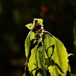 Семена конопли использование и регулирование images286.jpg