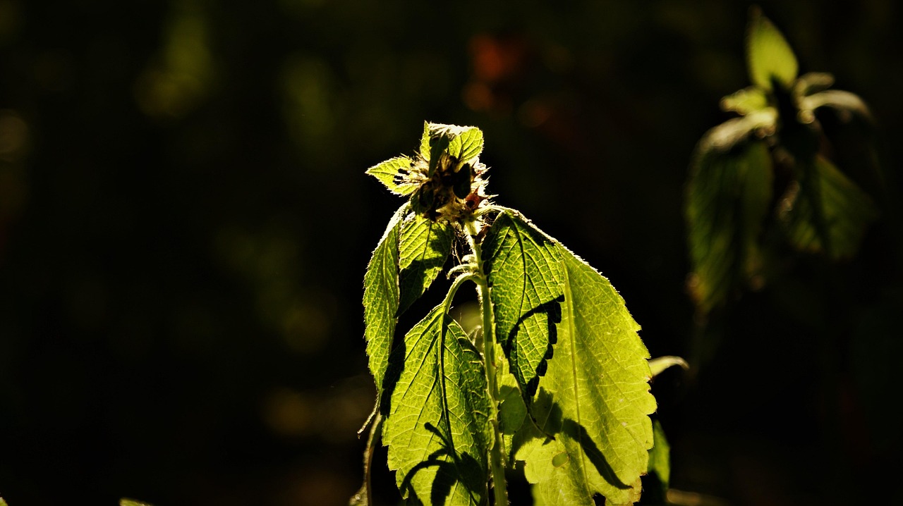 Семена конопли использование и регулирование