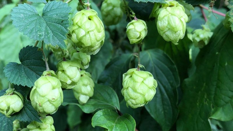 Семена конопли Tutankhamon feminised от Ganja Seeds