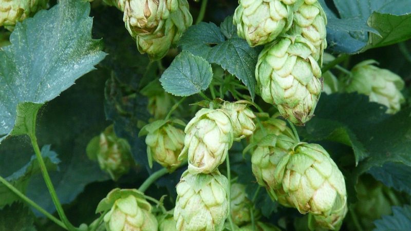 Купить Семена Конопли в Иркутске