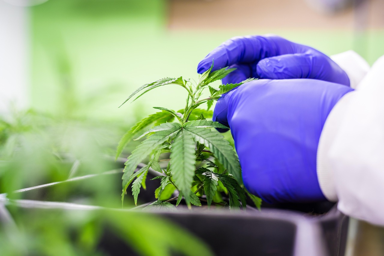 Полезные свойства и применение семян конопли