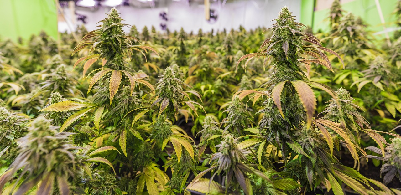 Семена конопли Auto Easy Bud feminised от Royal Queen Seeds