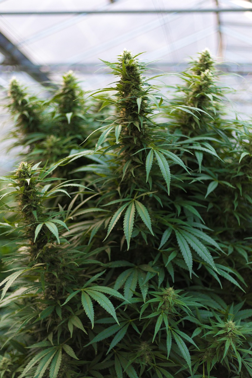 Семена конопли в Казани: история, применение и перспективы развития